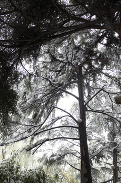 雪中的松树