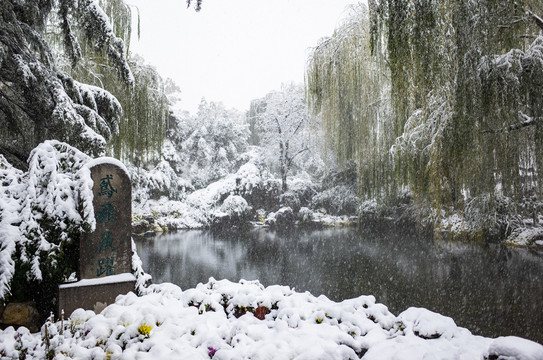 大雪中的柳树