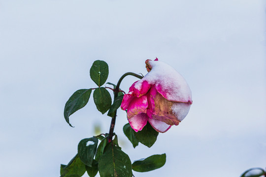 雪后的玫瑰