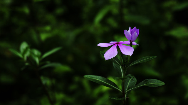 三亚名花公园