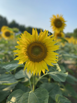 太阳花