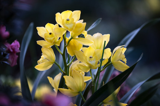 美丽的黄色大花惠兰