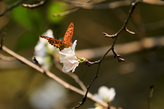 蝴蝶与樱花