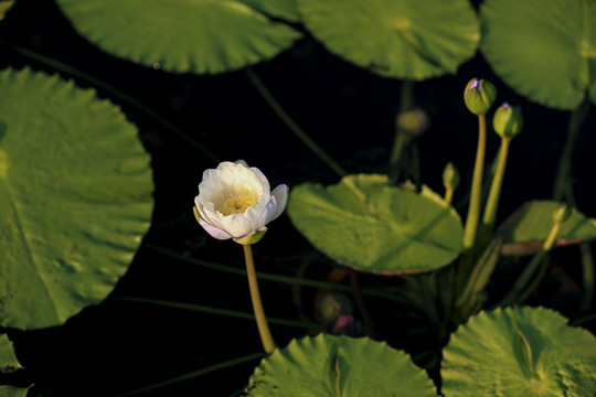 池塘中的睡莲