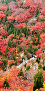 红叶山林