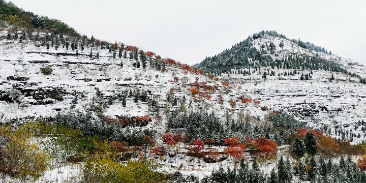 雪山红叶