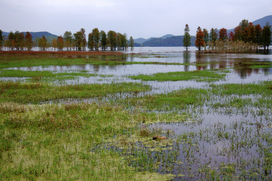 湿地风光