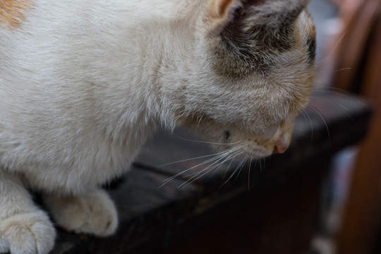 中华田园猫特写