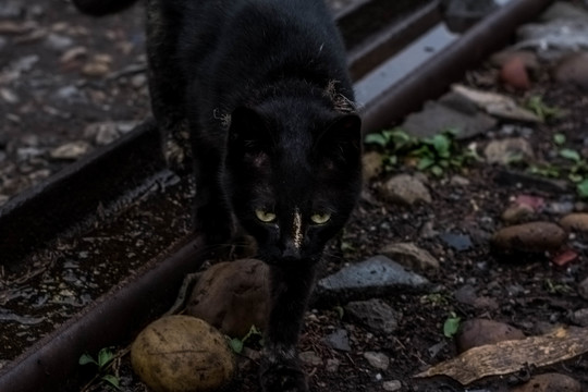 黑猫宠物摄影