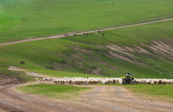 草原放牧羊群