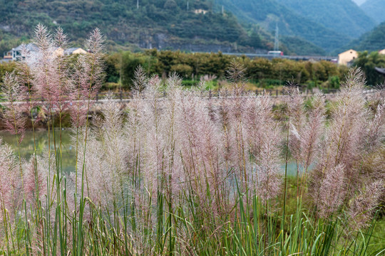 云和小顺村