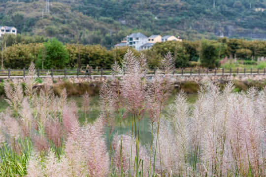 云和小顺村