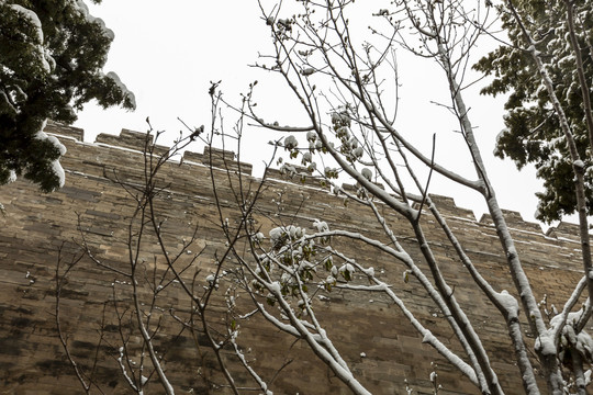 白雪掩映下的北京故宫城墙及古树