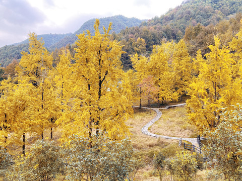 银杏树