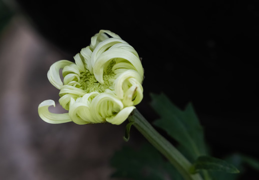 秋菊