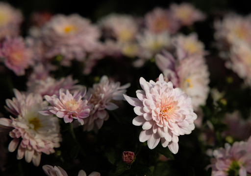 秋菊