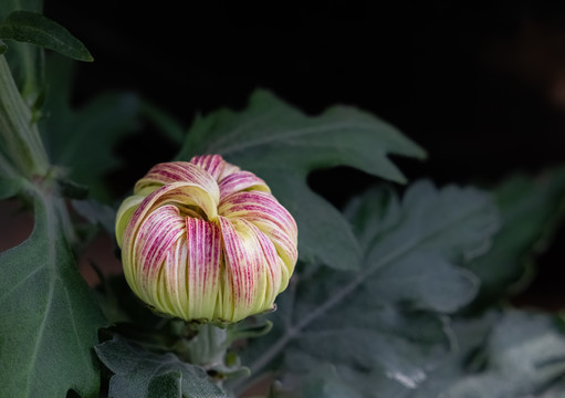 秋菊