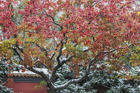 雪压红叶