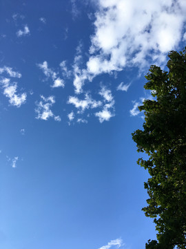 蓝天白云树梢