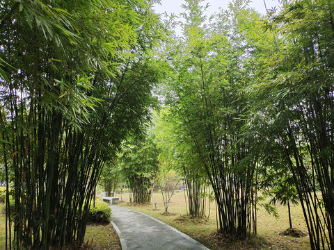 竹子园林绿化设计