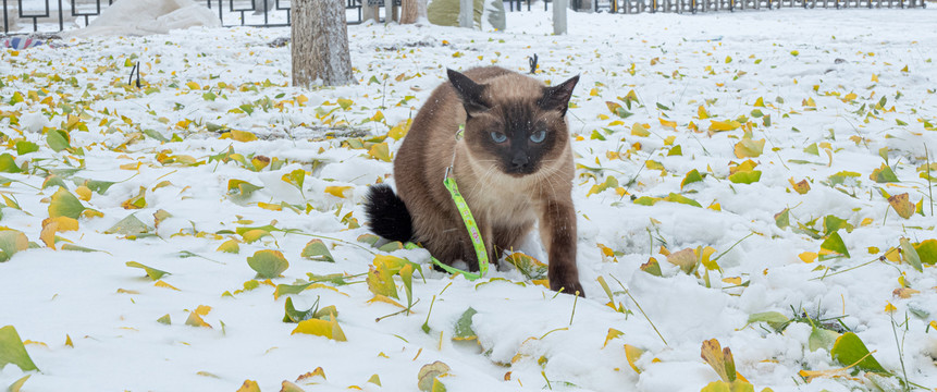 雪中暹罗猫