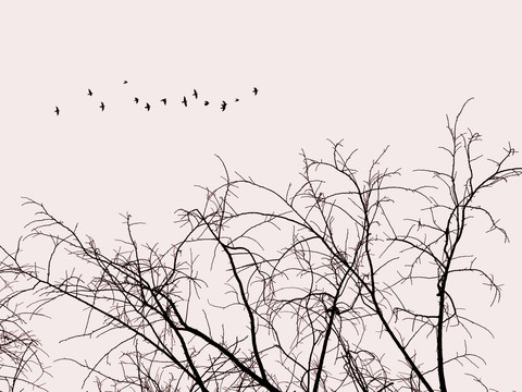 稀疏的枯树和天空中的飞鸟