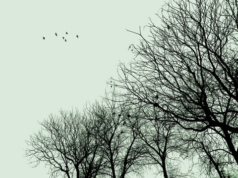 剪影树木和飞鸟