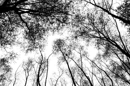 黑白枯枝树木