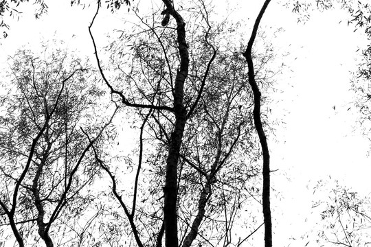 黑白枯枝树木