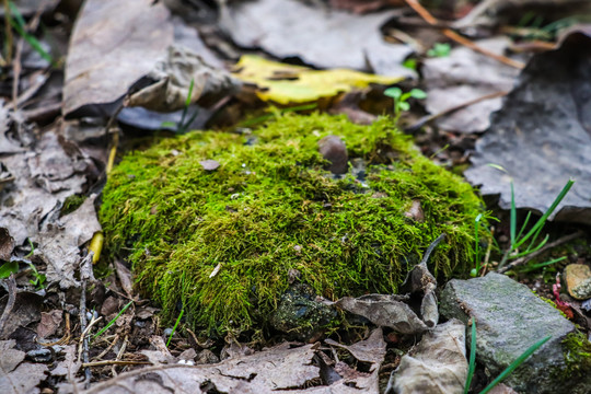 青苔绿色背景