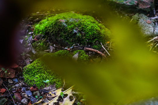 青苔绿色背景