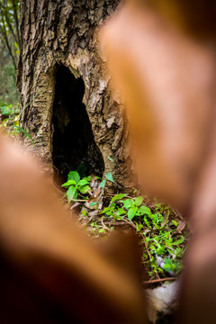 古树树洞