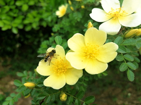 花朵上的蜜蜂