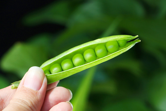 新鲜豌豆