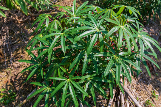 木薯树