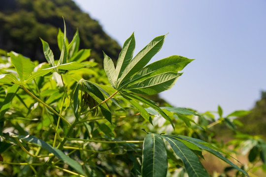 木薯叶特写