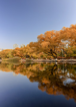呼和浩特青城公园秋景