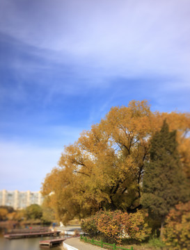 呼和浩特青城公园秋景