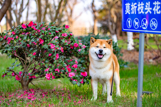 柴犬高清写真