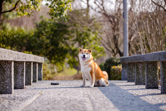 柴犬高清写真