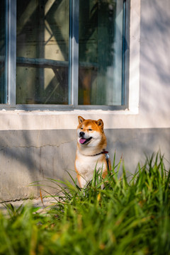 柴犬高清写真