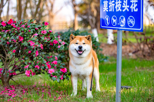 柴犬高清写真