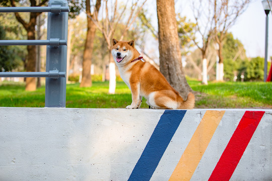 柴犬高清写真