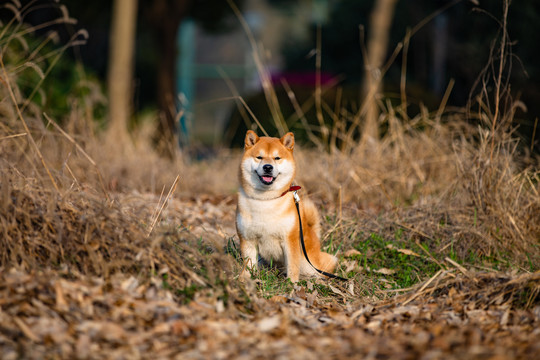 柴犬高清写真