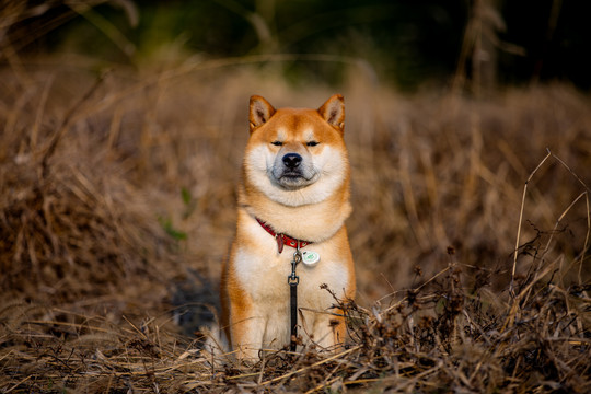 柴犬高清写真