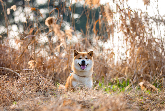 柴犬写真