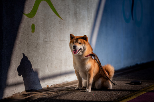 柴犬高清写真