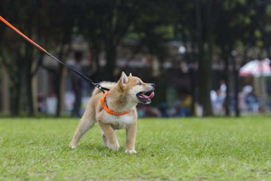 柴犬幼犬写真