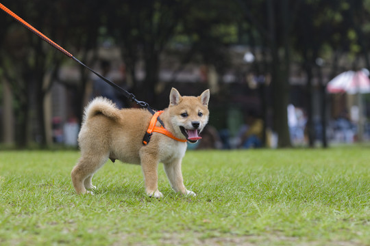 柴犬幼犬写真