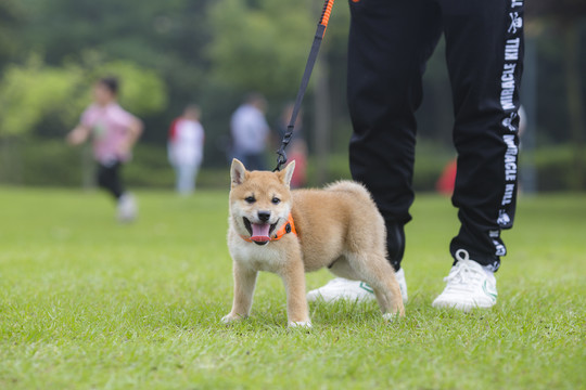 柴犬幼犬写真